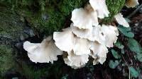 Pleurotus ostreatus image