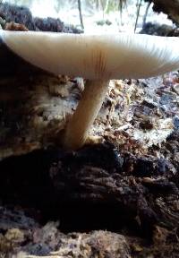 Pluteus cervinus image