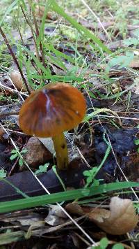 Hygrocybe singeri image