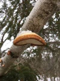 Fomitopsis betulina image