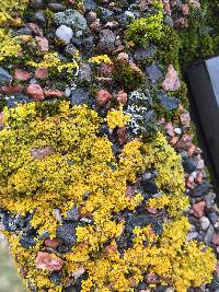 Xanthoria parietina var. parietina image