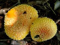 Amanita muscaria var. guessowii image