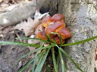 Flammulina velutipes image