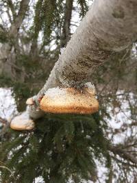 Fomitopsis betulina image