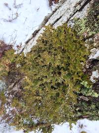 Lobaria pulmonaria image