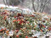 Cladonia cristatella image