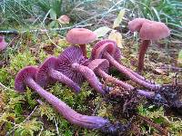 Laccaria amethysteo-occidentalis image