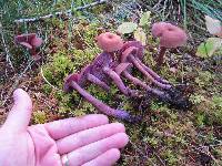 Laccaria amethysteo-occidentalis image