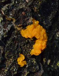 Dacrymyces chrysospermus image