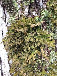 Lobaria pulmonaria image