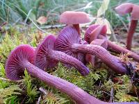 Laccaria amethysteo-occidentalis image