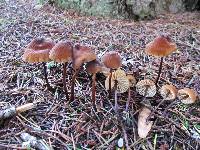 Marasmius plicatulus image