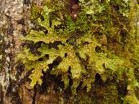 Lobaria pulmonaria image