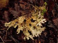 Lobaria pulmonaria image