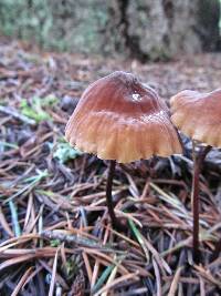 Marasmius plicatulus image