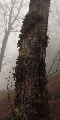 Lobaria pulmonaria image