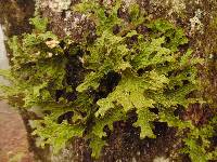 Lobaria pulmonaria image