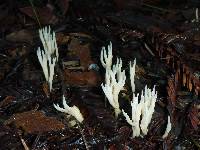 Clavulina coralloides image