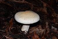 Leucopaxillus albissimus image