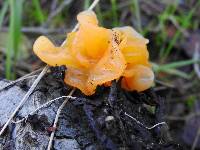 Tremella aurantia image