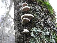 Schizophyllum commune image