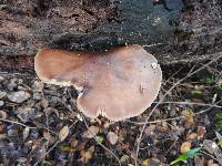 Pluteus cervinus image