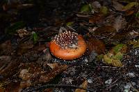 Amanita muscaria image