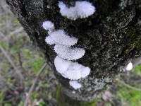 Schizophyllum commune image