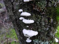 Schizophyllum commune image