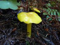 Hygrocybe chlorophana image