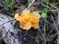 Tremella aurantia image