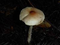 Lepiota castaneidisca image