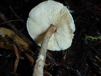 Lepiota castaneidisca image