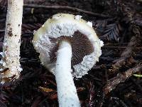 Stropharia ambigua image