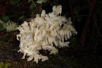 Hericium coralloides image