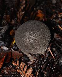 Lycoperdon molle image