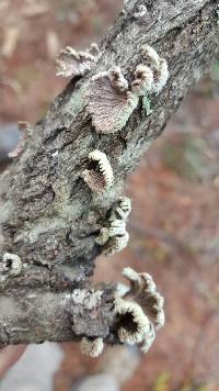 Schizophyllum commune image