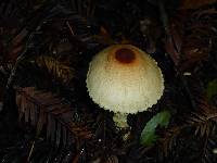 Lepiota magnispora image