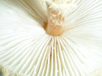 Lepiota magnispora image