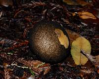 Lycoperdon molle image