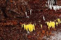 Mucronella flava image