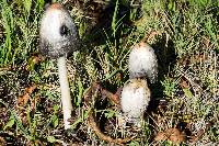 Coprinus comatus image