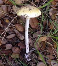 Amanita phalloides image