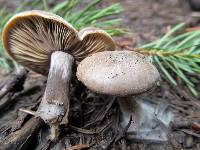 Clitocybe glacialis image