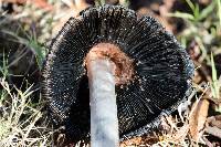 Coprinus comatus image