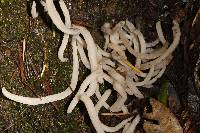 Clavaria fragilis image