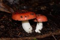 Russula silvicola image