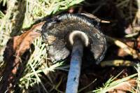 Coprinus comatus image