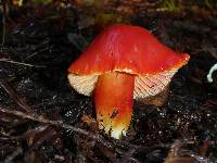 Hygrocybe coccinea image