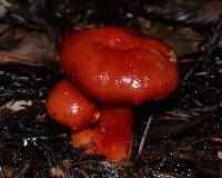 Hygrocybe coccinea image